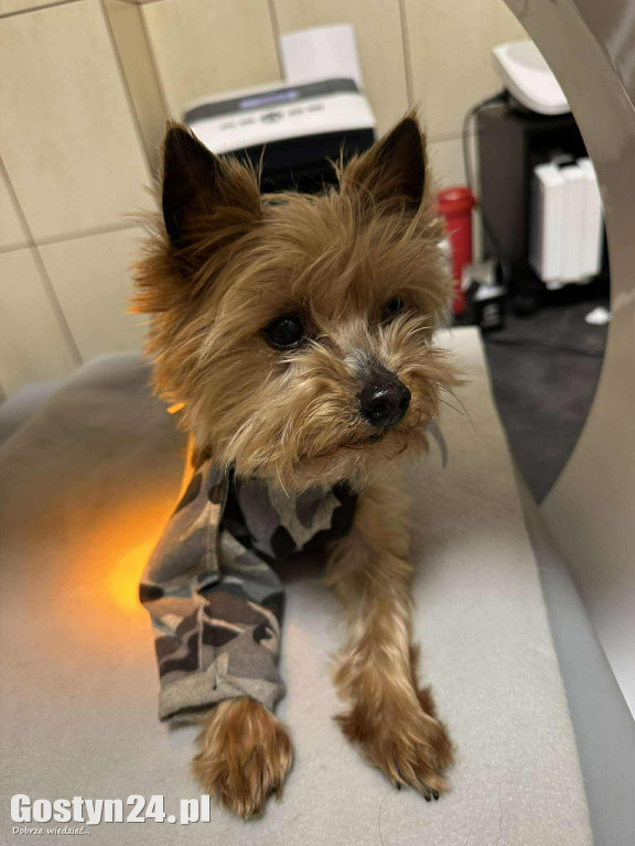 Widzisz, że Twój zwierzak cierpi? W Krobi znajdziesz dla niego pomoc