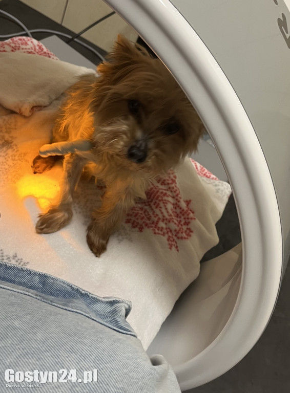 Widzisz, że Twój zwierzak cierpi? W Krobi znajdziesz dla niego pomoc