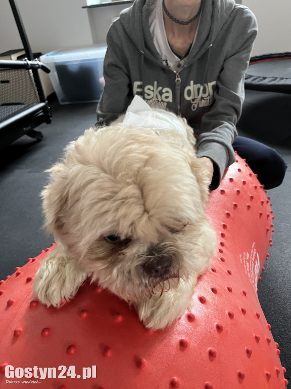 Widzisz, że Twój zwierzak cierpi? W Krobi znajdziesz dla niego pomoc