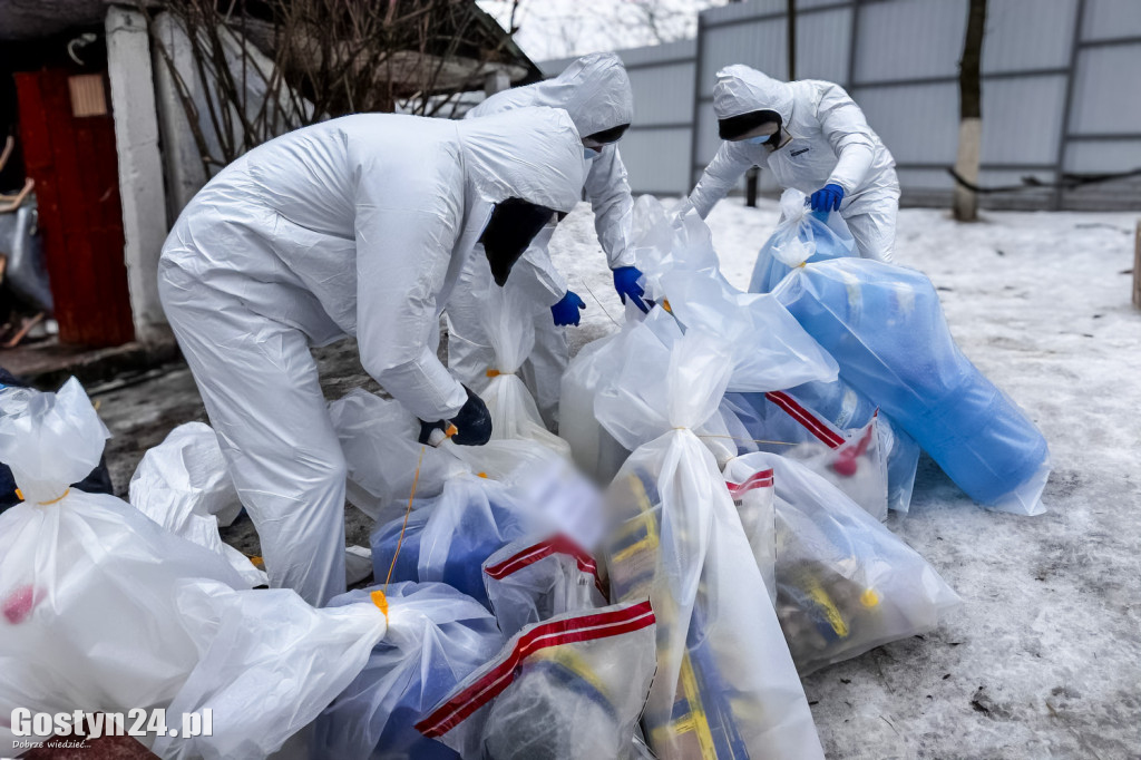 Duża akcja służb w powiecie śremskim