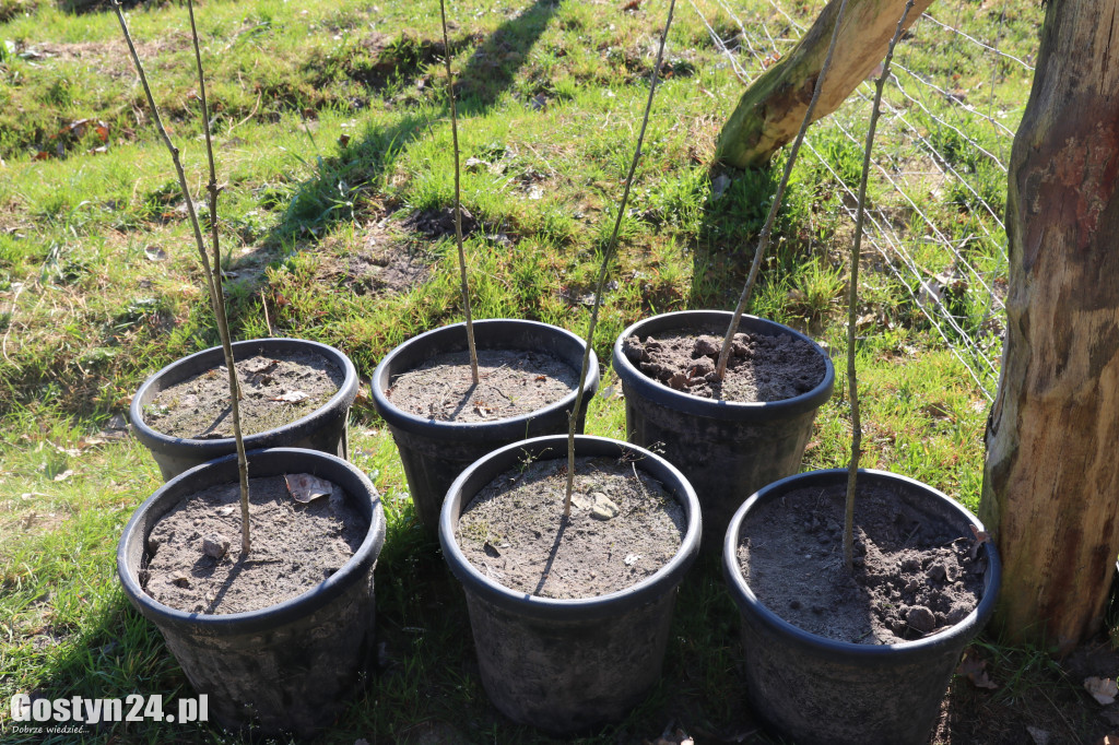 Sadzenie drzew w Lesie Dobrych Wspomnień