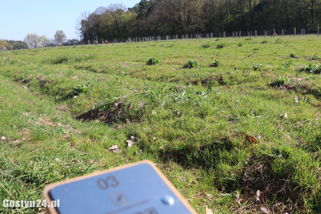 Sadzenie drzew w Lesie Dobrych Wspomnień