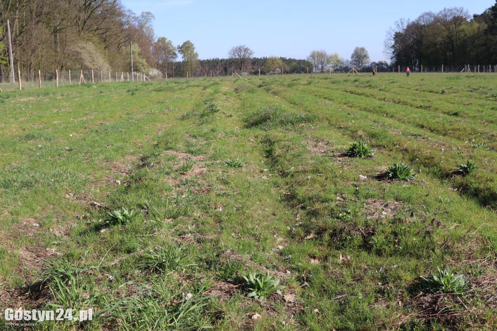 Sadzenie drzew w Lesie Dobrych Wspomnień