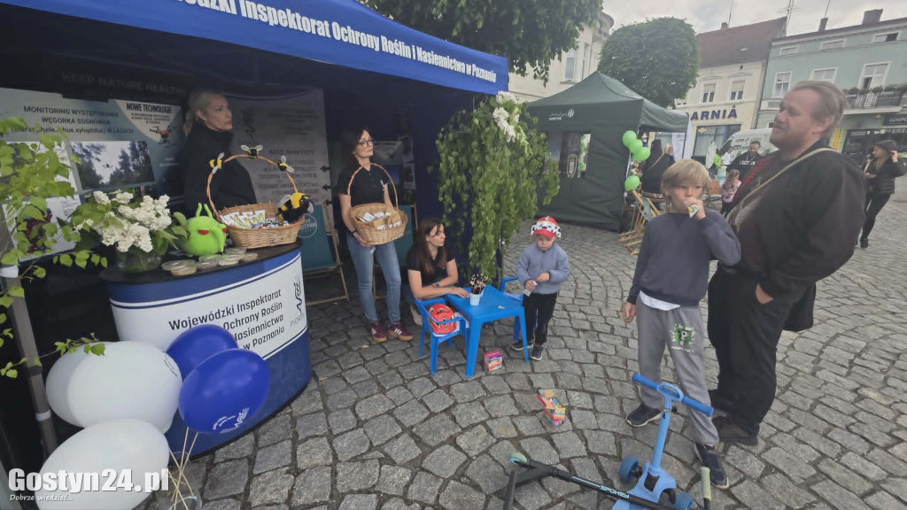 Zielone Miasteczko na gostyńskim rynku