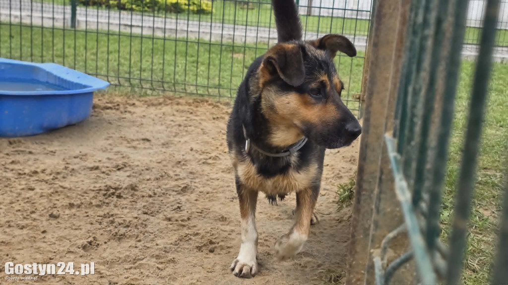 Drzwi Otwarte w Przytulisku dla Psów w Poniecu