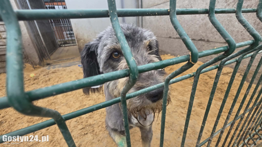 Drzwi Otwarte w Przytulisku dla Psów w Poniecu