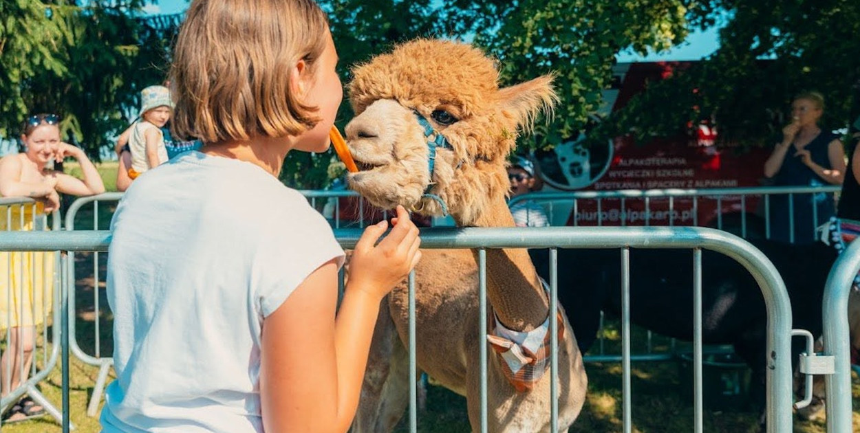 Alpaki, dinozaury... Tak świętowano w Goli