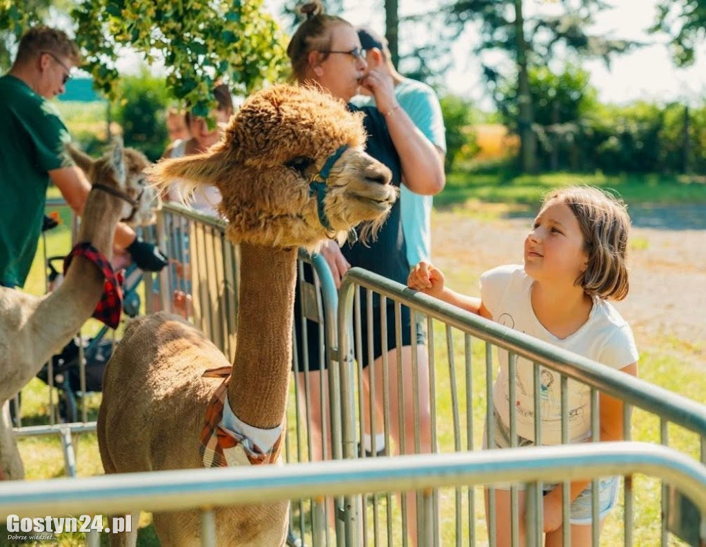 Alpaki, dinozaury... Tak świętowano w Goli