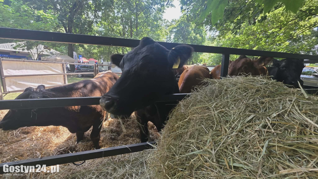 Wystawa zwierząt w Pudliszkach
