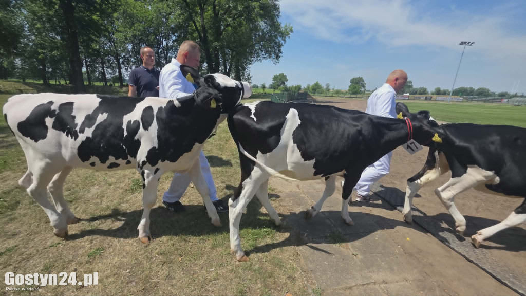 Wystawa zwierząt w Pudliszkach