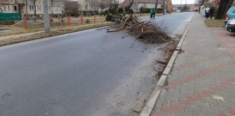 Drzewo runęło na drogę