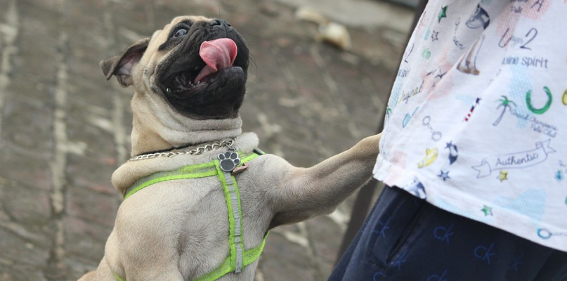 Mops - jak dbać o zdrowie tej rasy psów?