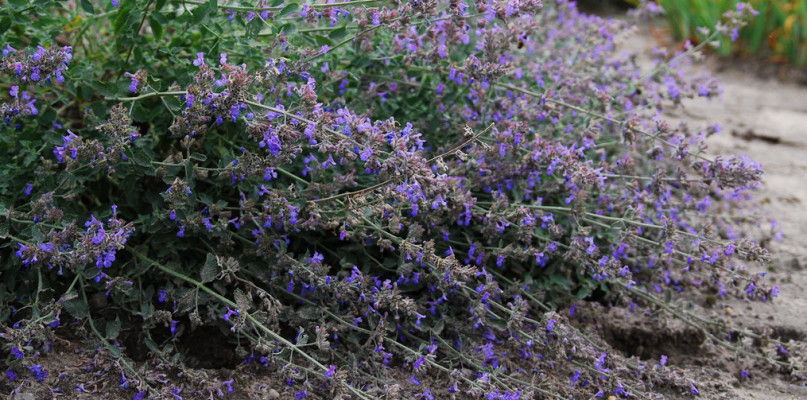 Kocimiętka: niezwykłe zastosowanie, właściwości i uprawa