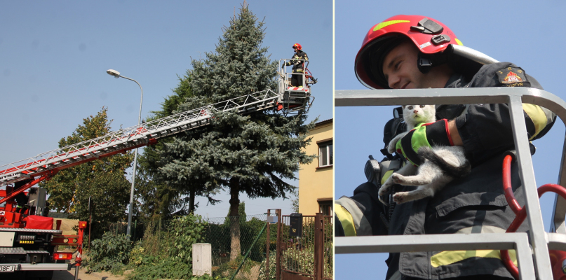 Pogoniony przez psa, ściągnięty z drzewa, od razu rzucił się do miski