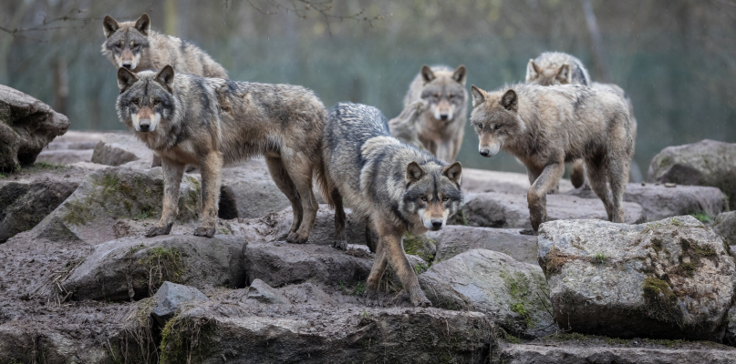 Wataha wilków w gostyńskim lesie. Czy musimy się zacząć obawiać?