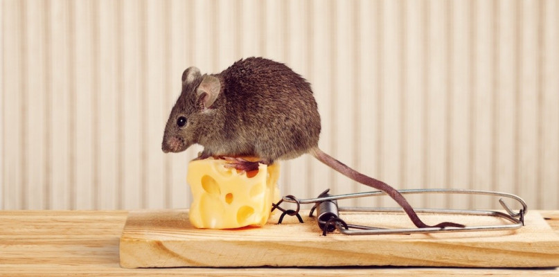 Skuteczne sposoby na myszy i szczury, czyli jak pozbyć się nieproszonych gości