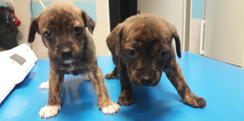 Foto: Fundacja Zwierzęce SOS z Leszna