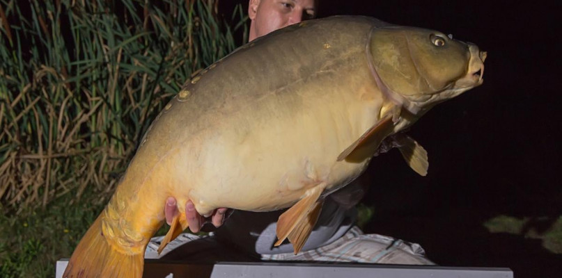 Gigantyczny karp złowiony w Jeżewie! Tak dużej ryby nikt tam jeszcze nie widział