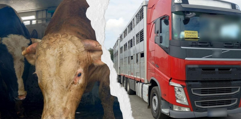 Foto: Wojewódzki Inspektorat Transportu Drogowego w Poznaniu/fotomontaż Gostyn24