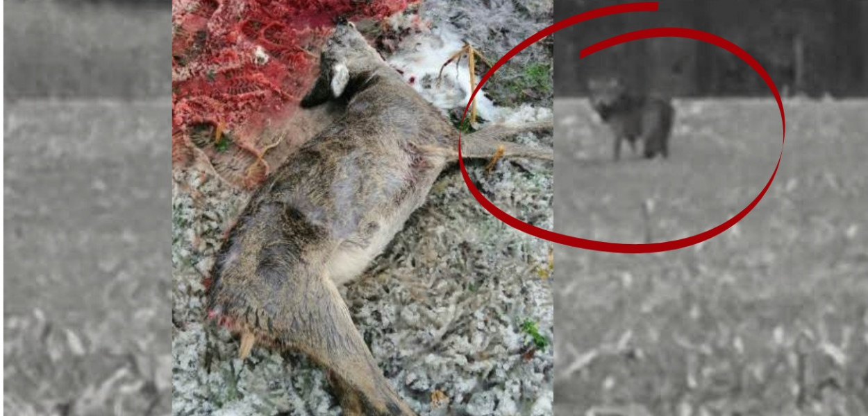 Foto: myśliwi/mieszkaniec powiatu gostyńskiego