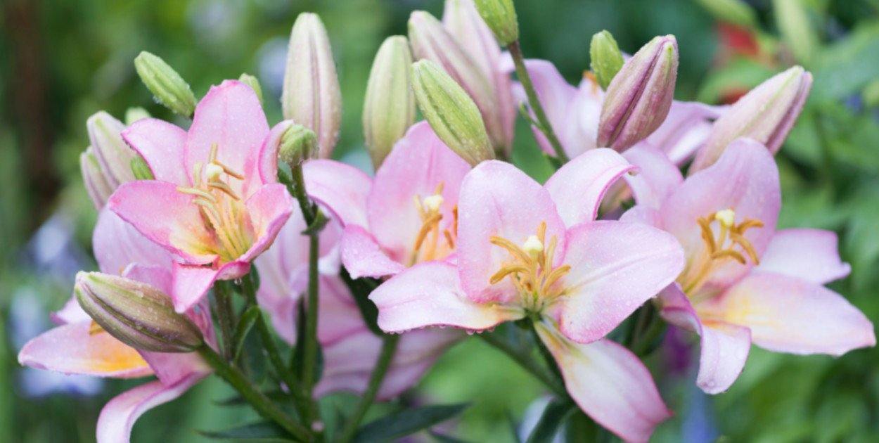 Lilie ogrodowe - 5 odmian, które skradną Twoje serce