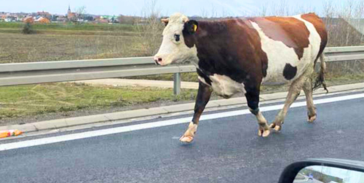 Foto: Portal Śremski