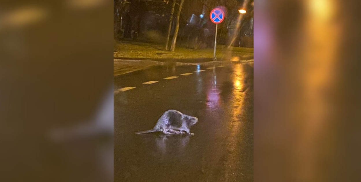 Foto: Czytelnik
