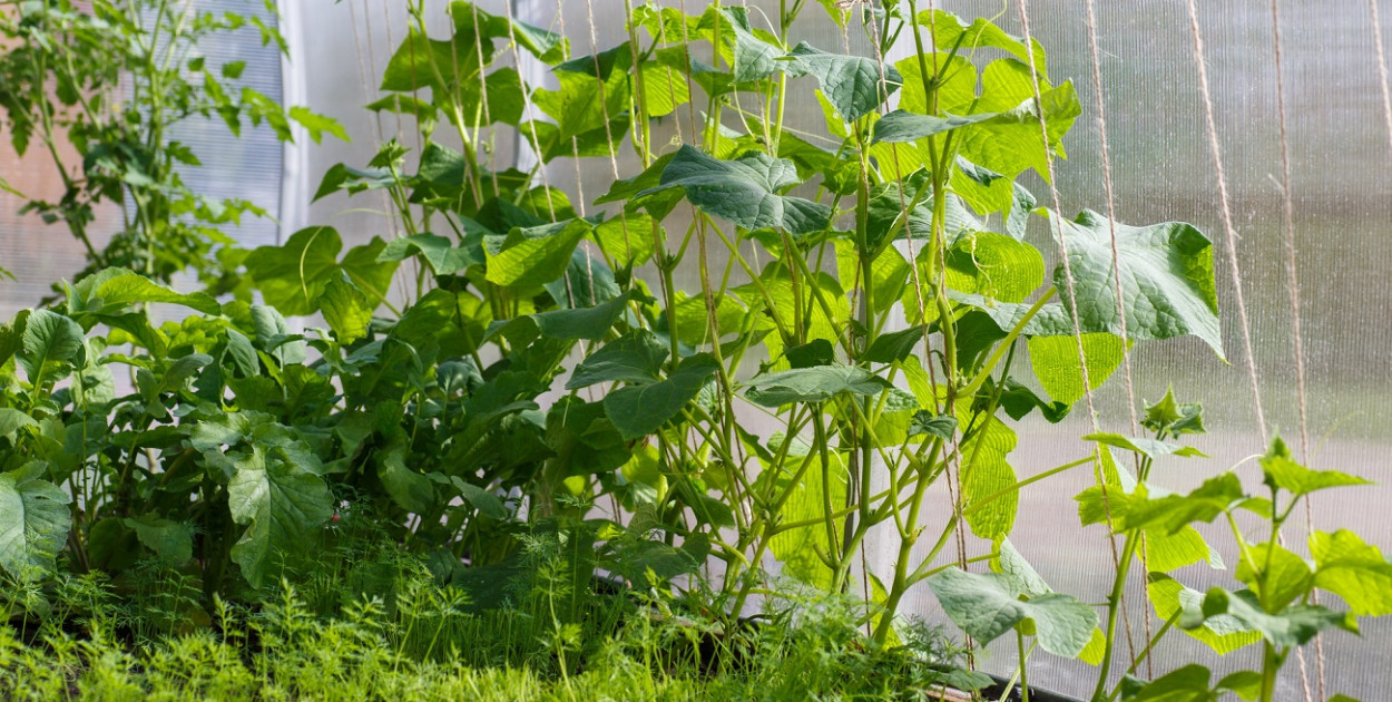 Jak uprawiać ogórki w tunelu foliowym