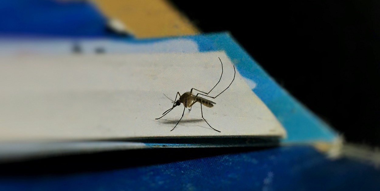 Jak chronić się przed komarami? Sprawdzone sposoby