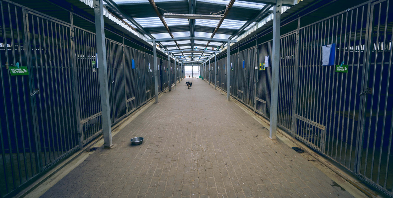 Schronisko w Dalabuszkach podjęło ważną decyzję. Postanowili pozbyć się...