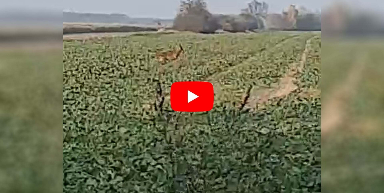 Co przebiegło przez pole przy trasie Wygoda-Zalesie? Nagranie obejrzeli leśnicy