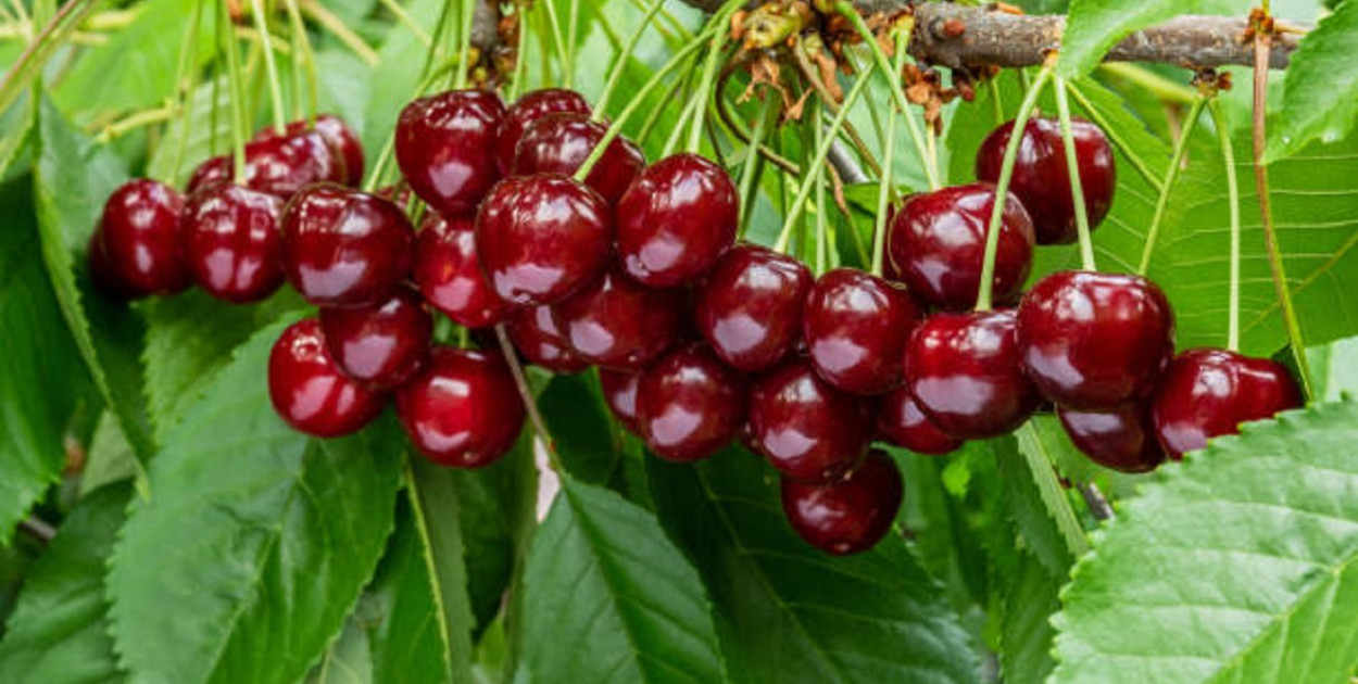 Wybieramy odpowiednie odmiany czereśni do domowego ogrodu
