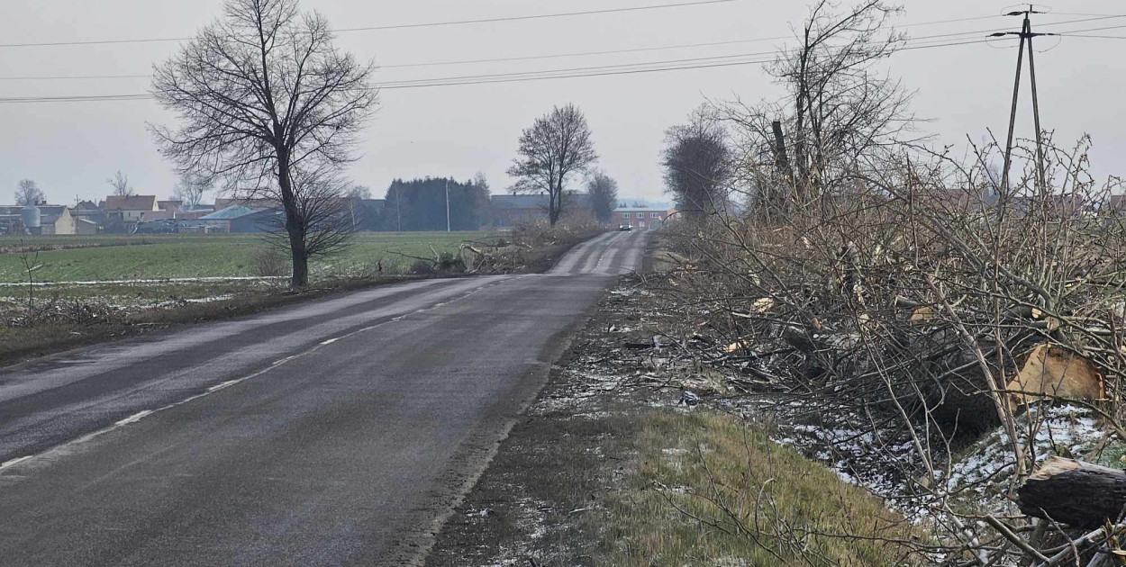 Masowa wycinka drzew przy drogach. Mamy komentarz urzędników...