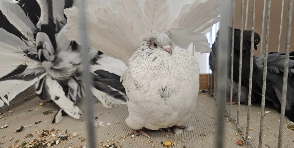 Jedyna taka wystawa w Polsce! Gołębie tej rasy przyjeżdżają z całego kraju