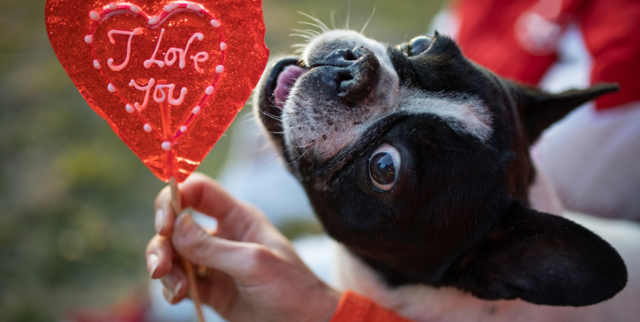 Gdy sama miłość nie wystarczy, a uczucia muszą mieć koniecznie... dowód zakupu