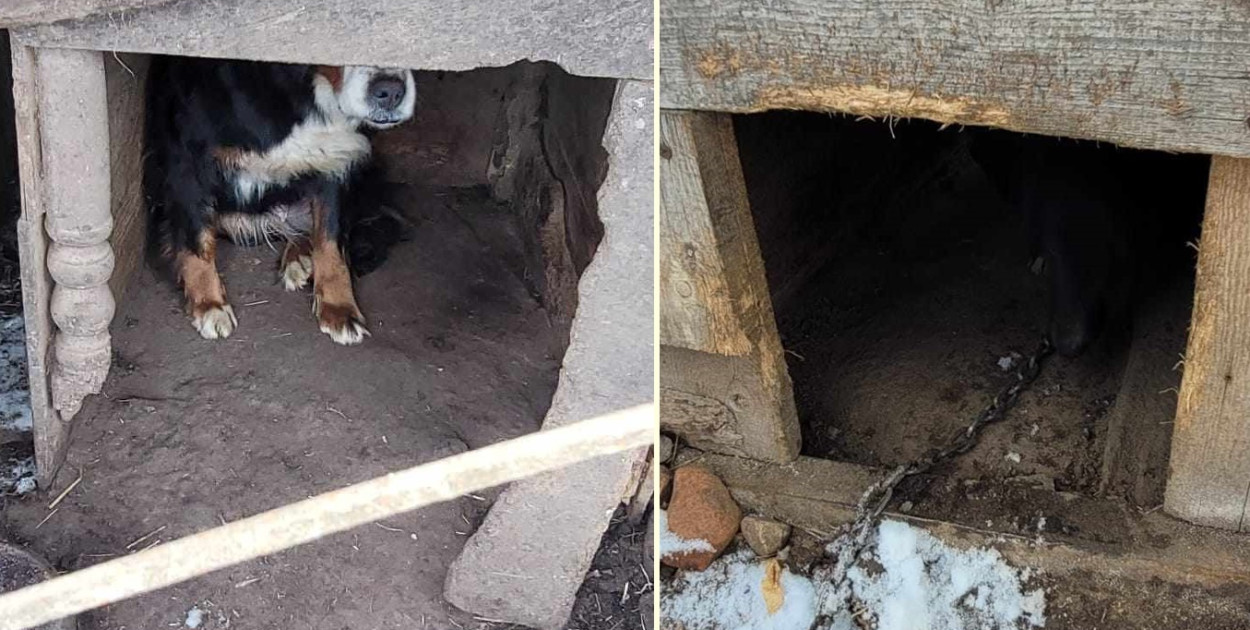 Odkryli prawdziwy dramat. Uratowane w ostatniej chwili? Nadchodzą mrozy!