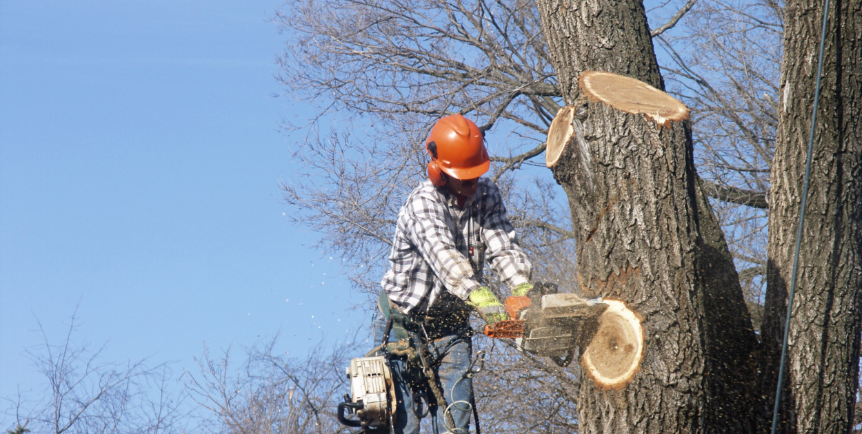 Zamknęli ulicę, teraz wycinają drzewa. Ruszyły przygotowania do ważnej inwestycji