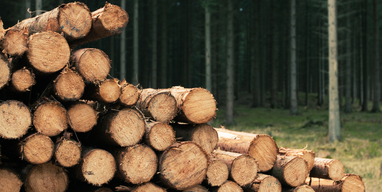 Afera w Nadleśnictwie Piaski. Leśniczy stracił pracę i.... Chodzi o setki drzew!