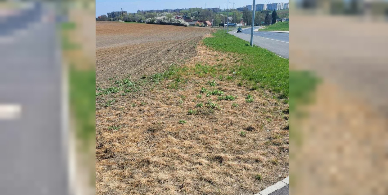 Foto: Straż Miejska Gostyń