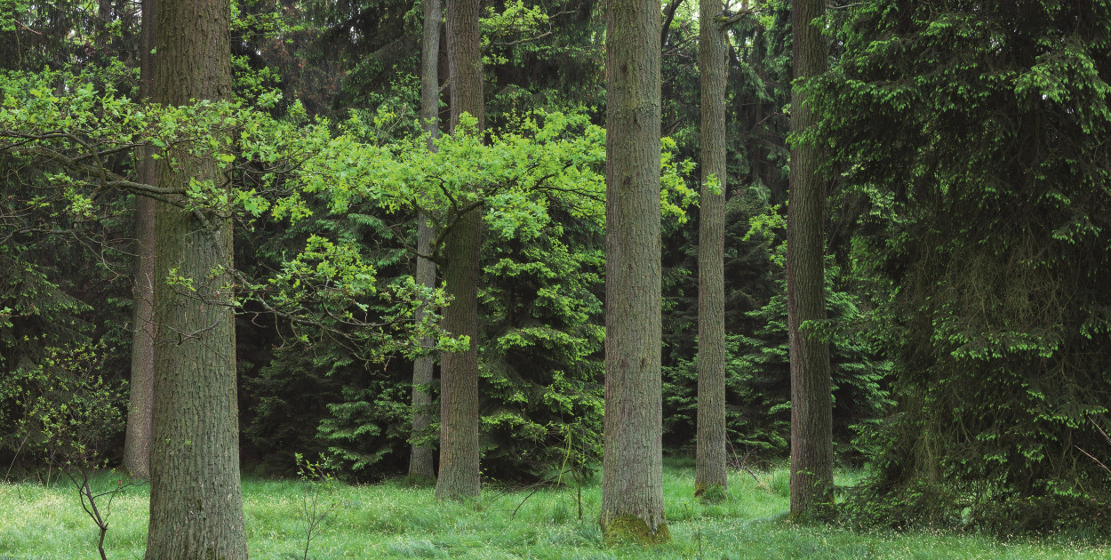 Las to przykład zrównoważonego gospodarowania zasobami naturalnymi (fot. archiwum Nadleśnictwa Piaski)