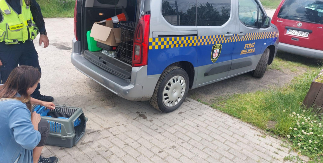 Foto: Straż Miejska Gostyń