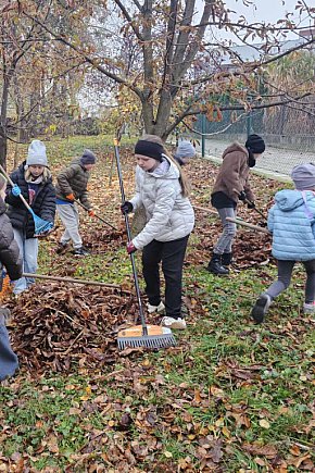 Akcja ratowania kasztanowców w Piaskach-12381