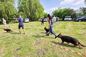 Wystawa owczarka staroniemieckiego w Karcu-13088