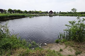 Śnięte ryby w stawie na Żgalinach-13225