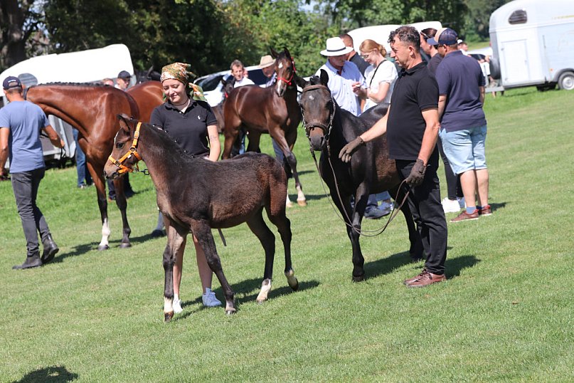 Wystawa koni na hipodromie w Pępowie
