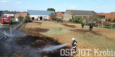 Ogień pojawił się na wybiegu dla koni. Spłoszone zwierzęta chowały się w...-61855