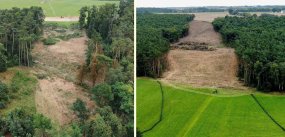 Na trasie wytyczonej obwodnicy zniknie ok. 17 ha lasów