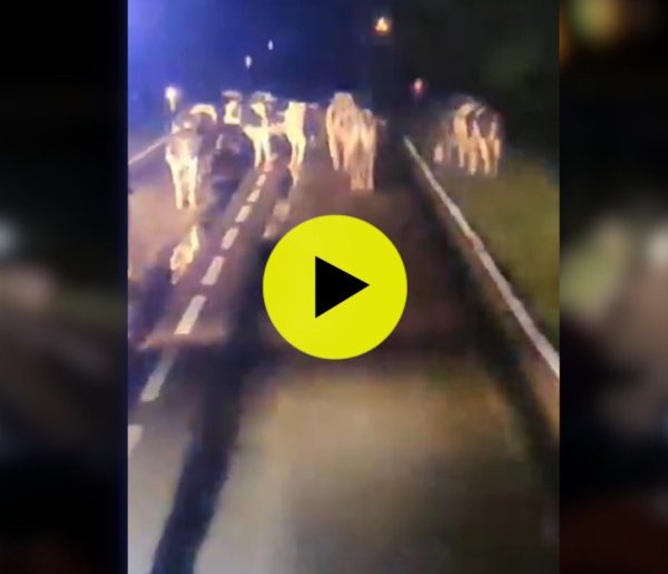 Stado krów spacerowało w nocy drogą wojewódzką. Wcześniej staranowały zagrodę-67432