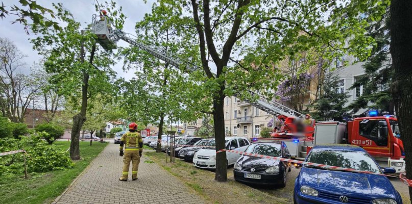 Akcja strażaków w plantach. Drzewo w każdej chwili mogło runąć na chodnik i... - 67441