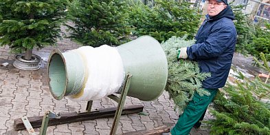 Wielu z nas od tego zaczyna... Jak wybrać idealną choinkę, by długo cieszyła oczy?-74986